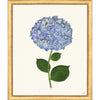 Framed Print - Hydrangea 20x24 - The Leonard Collection