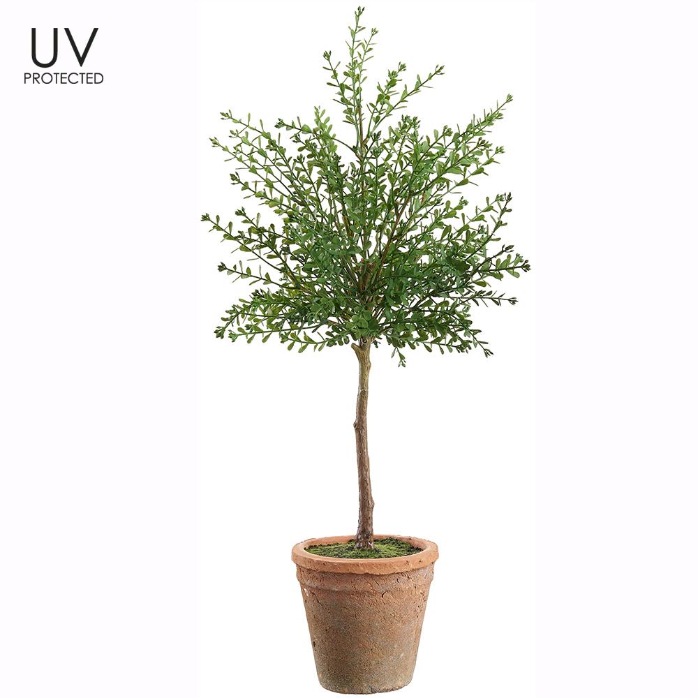 Myrtle Topiary - Clay Pot - 23in - Findlay Rowe Designs