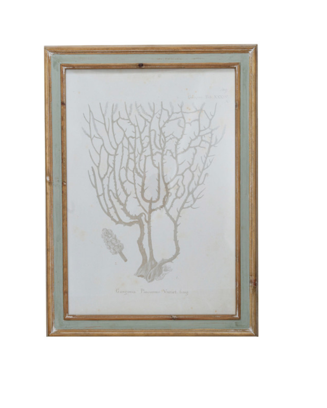 Framed Print - Coral - Assorted - Findlay Rowe Designs
