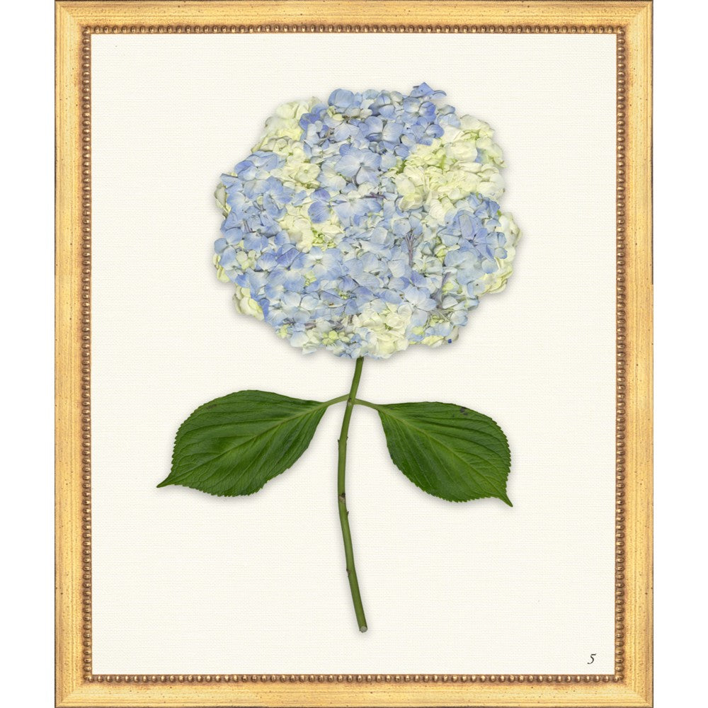 Framed Print - Hydrangea 20x24 - The Leonard Collection