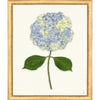 Framed Print - Hydrangea 20x24 - The Leonard Collection