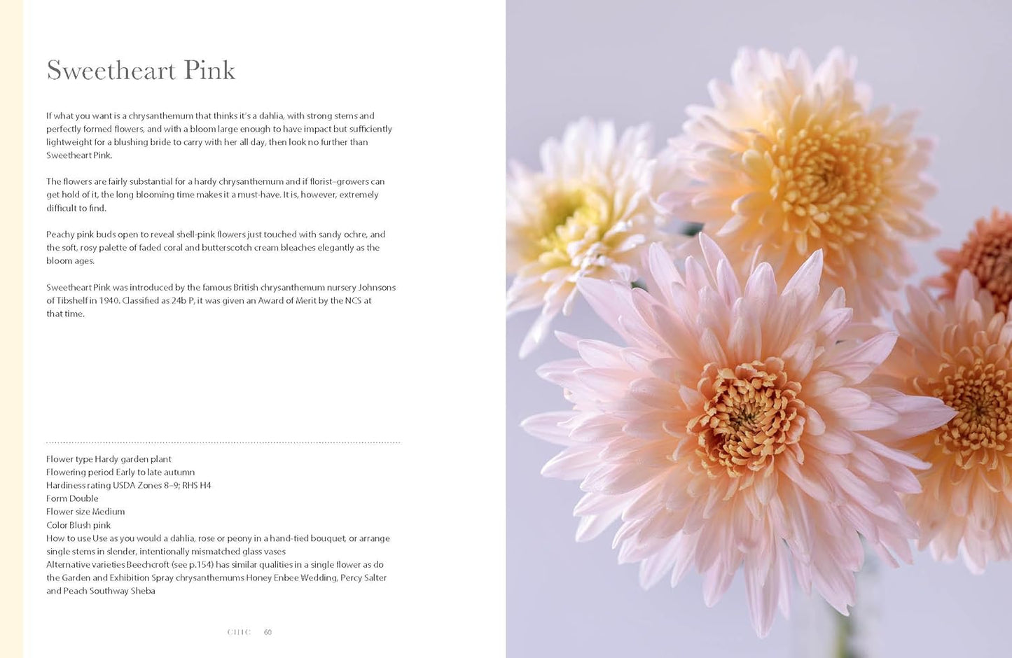 Chrysanthemums Beautiful Varieties for Home and Garden - Findlay Rowe Designs