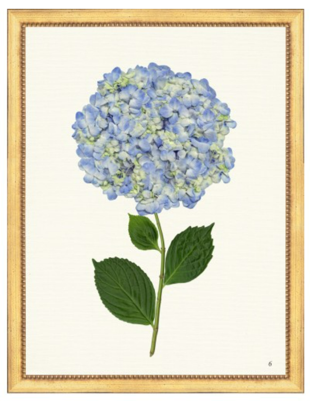 Framed Print - Hydrangea 20x24 - The Leonard Collection