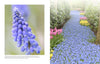 Beautiful Blooms - Findlay Rowe Designs