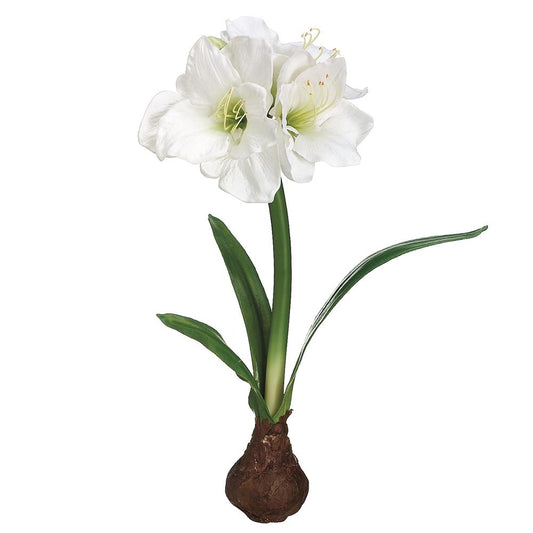 Allstate Floral - 21" Standing Amaryllis Bulb - White - Findlay Rowe Designs
