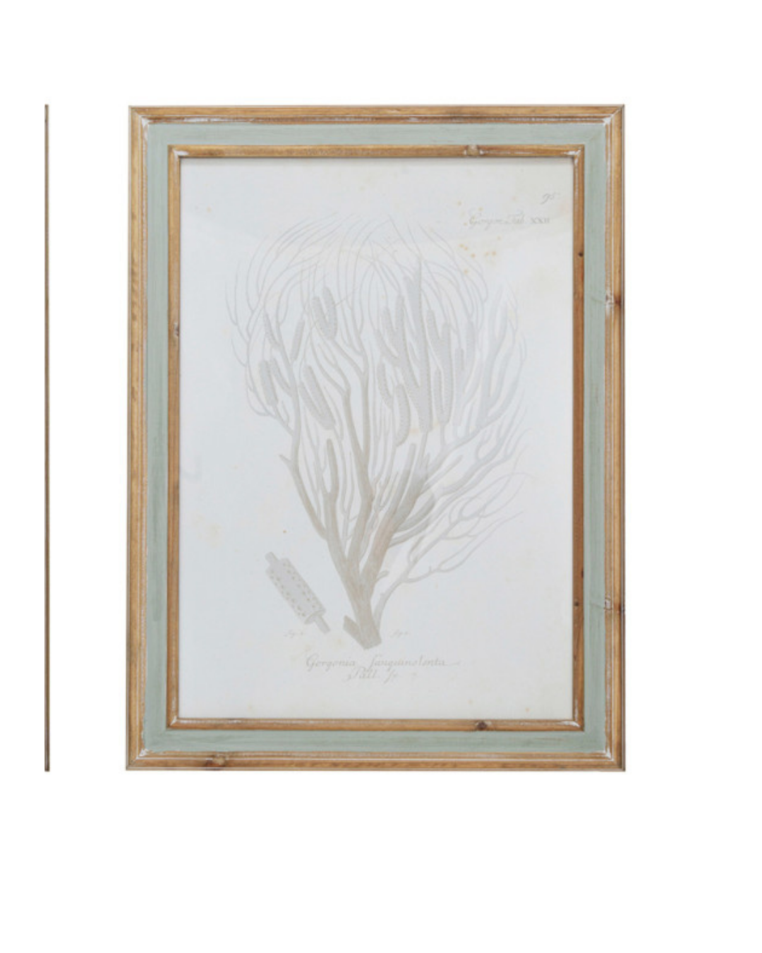 Framed Print - Coral - Assorted - Findlay Rowe Designs