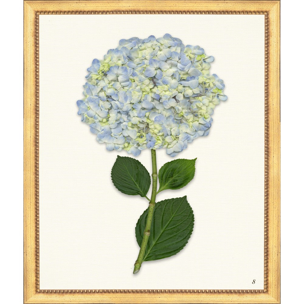 Framed Print - Hydrangea 20x24 - The Leonard Collection
