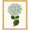Framed Print - Hydrangea 20x24 - The Leonard Collection