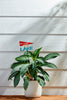 Mud Pie - Plant Stakes - Retreat - Findlay Rowe Designs