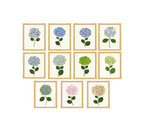 Framed Print - Hydrangea 20x24 - The Leonard Collection