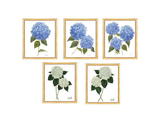 Framed Print - Hydrangea Bloom 22x26 - Kate Sherrill