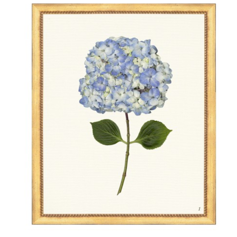 Framed Print - Hydrangea 14x18 Linen- The Leonard Collection