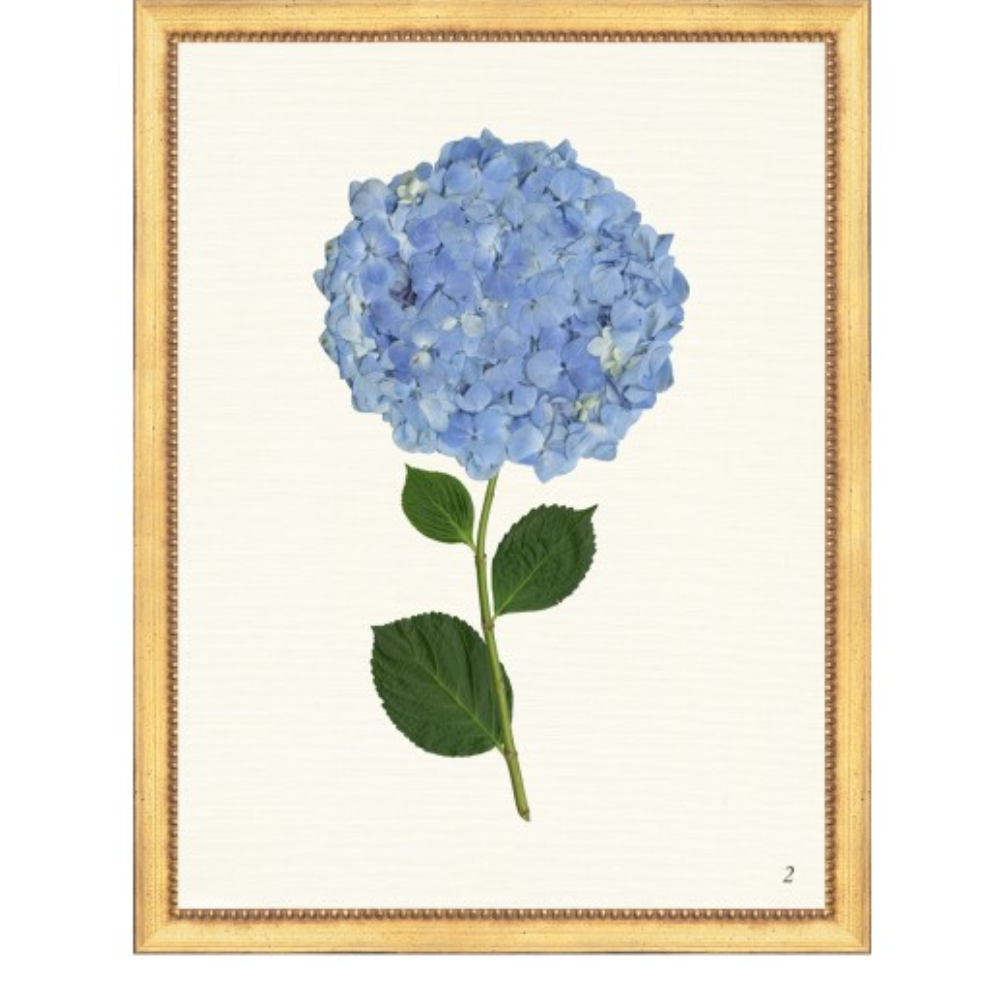 Framed Print - Hydrangea 14x18 Linen- The Leonard Collection