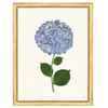 Framed Print - Hydrangea 14x18 Linen- The Leonard Collection