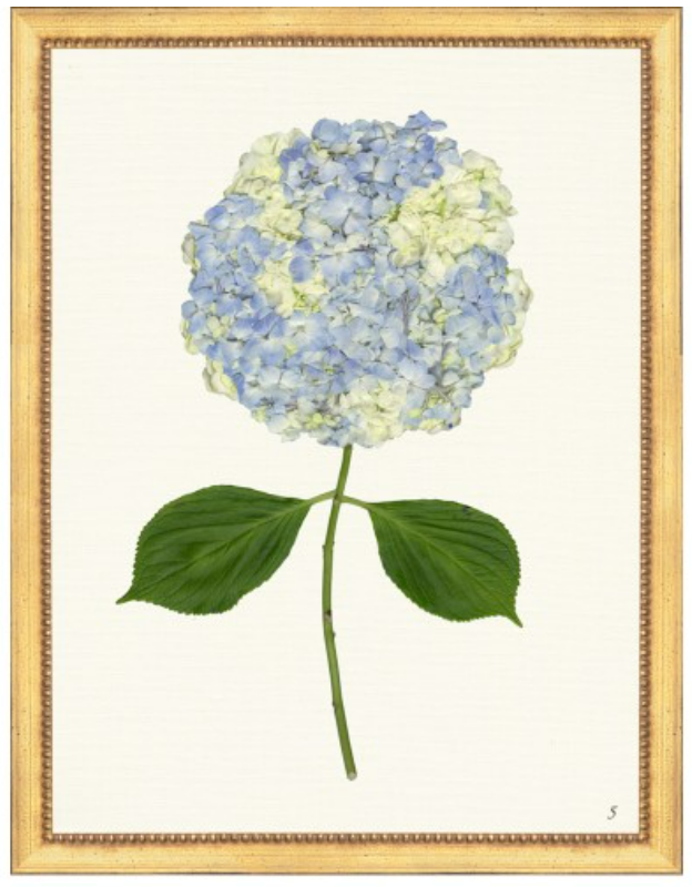 Framed Print - Hydrangea 14x18 Linen- The Leonard Collection