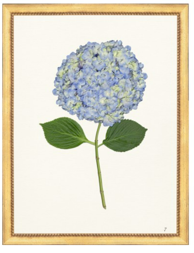 Framed Print - Hydrangea 14x18 Linen- The Leonard Collection