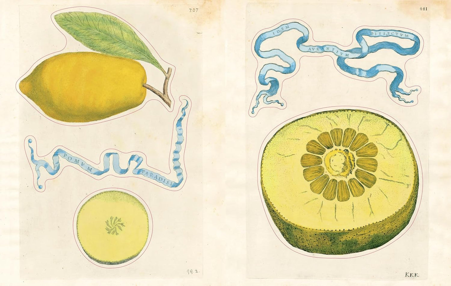John Derian Sticker Book II - Findlay Rowe Designs