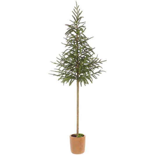 Cypress Topiary Tree in Pot