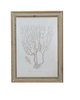 Framed Print - Coral - Assorted - Findlay Rowe Designs