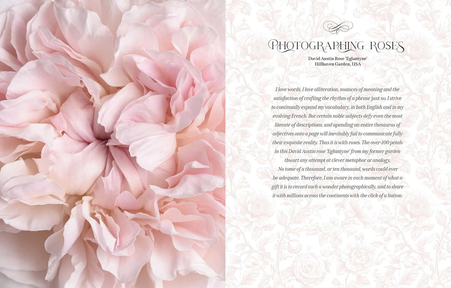 Beautiful Blooms - Findlay Rowe Designs