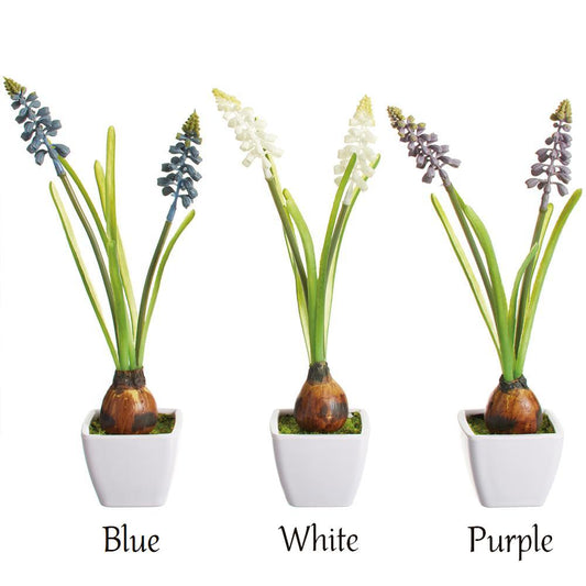 Muscari With Bulb - 10.5in - Plastic Pot - Findlay Rowe Designs