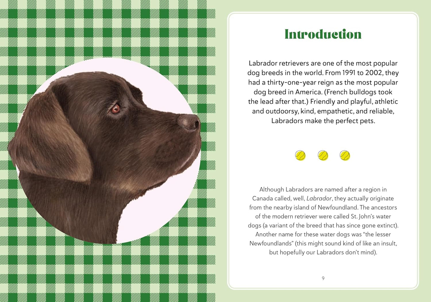A Labrador Life: What to Know and Love About the Labrador Retriever - Findlay Rowe Designs