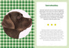 A Labrador Life: What to Know and Love About the Labrador Retriever - Findlay Rowe Designs
