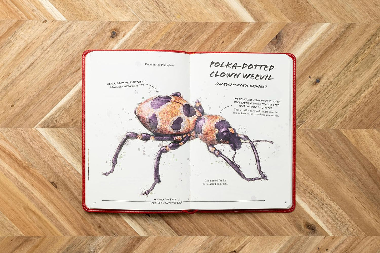 The Ultimate Bug Field Guide - Findlay Rowe Designs