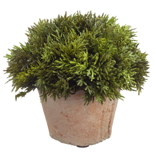 Cypress in Clay Pot - 6 inch - Findlay Rowe Designs