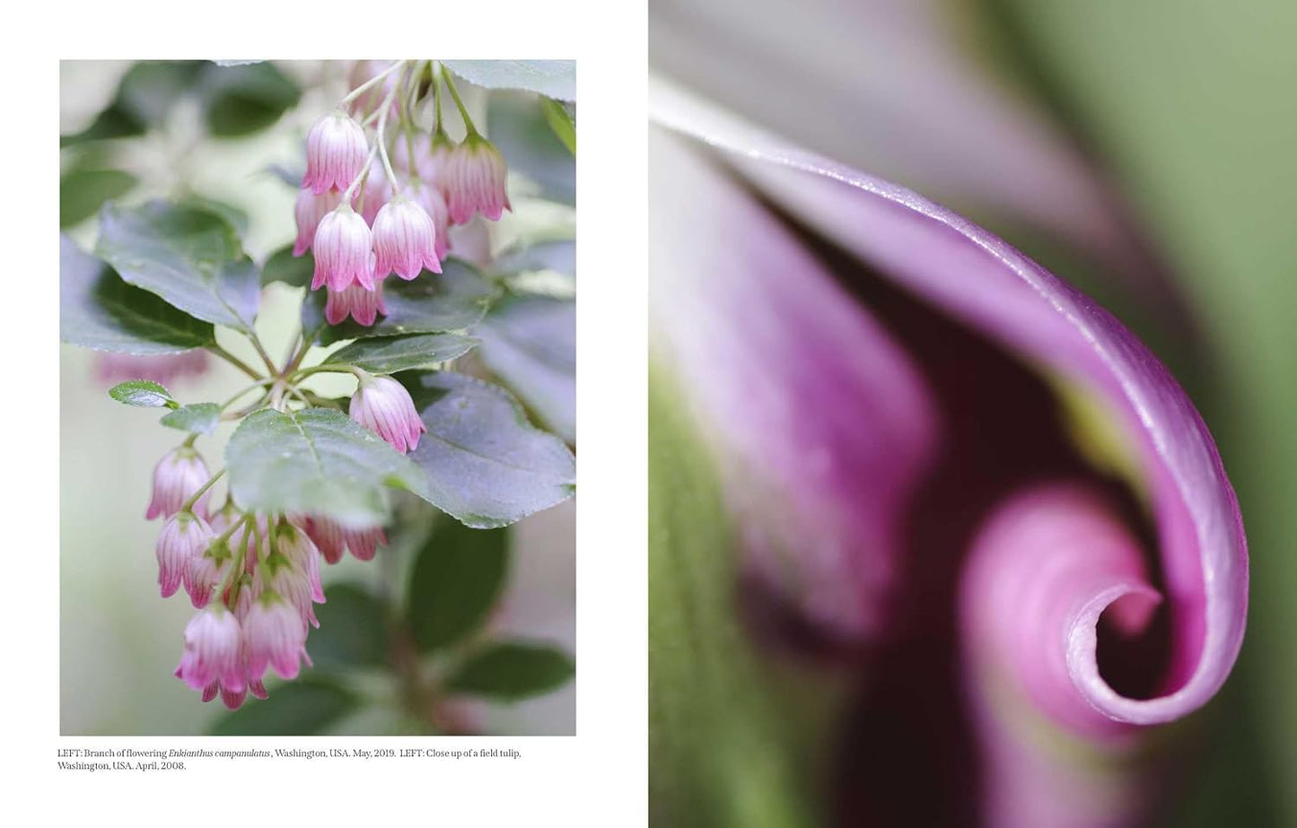 Beautiful Blooms - Findlay Rowe Designs
