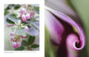 Beautiful Blooms - Findlay Rowe Designs