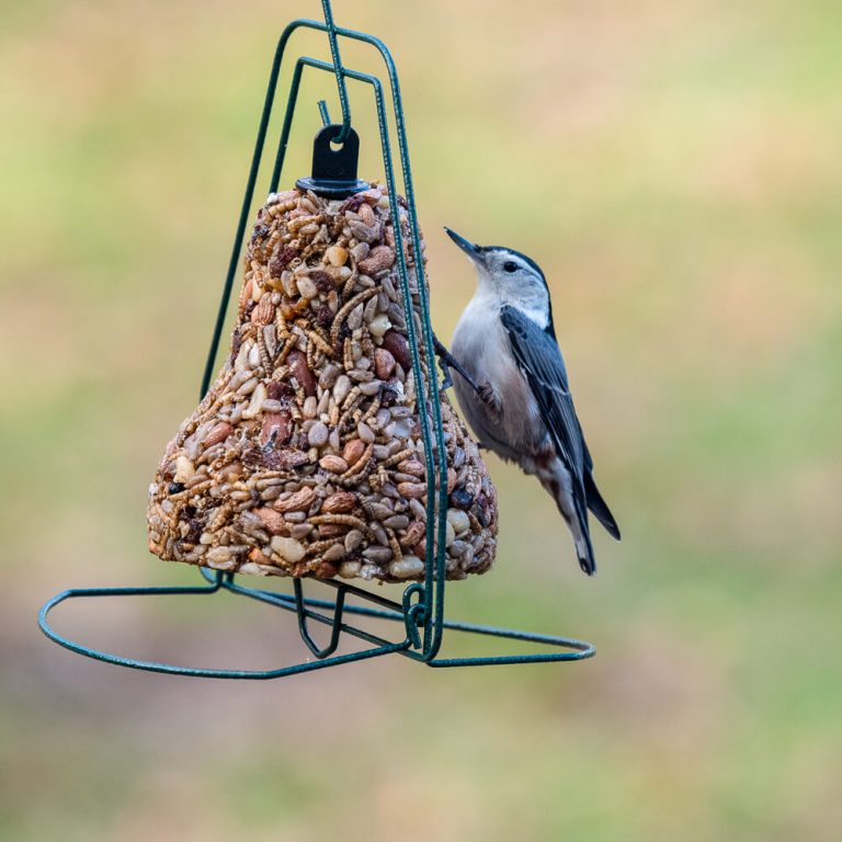 Mr.Bird - Seed Bell Hanger