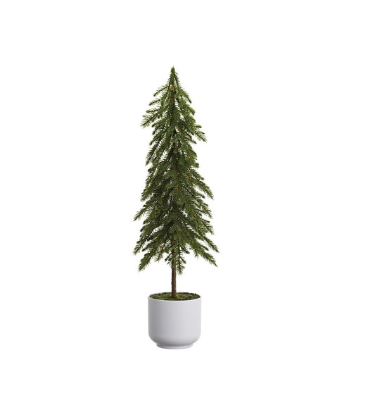 Pine Tree - 23" - Plastic Pot