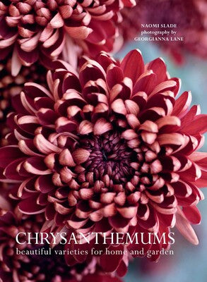 Chrysanthemums Beautiful Varieties for Home and Garden - Findlay Rowe Designs