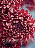 Chrysanthemums Beautiful Varieties for Home and Garden - Findlay Rowe Designs