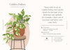 Houseplants and Their F*cked-Up Thoughts - Findlay Rowe Designs