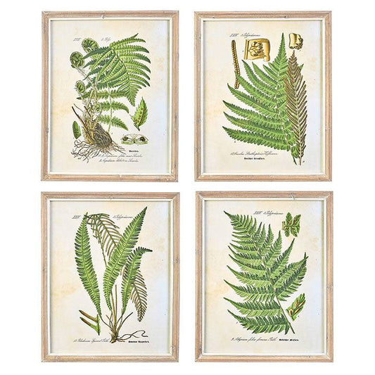 27.5" FERN FRAMED PRINTS - Findlay Rowe Designs