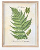 27.5" FERN FRAMED PRINTS - Findlay Rowe Designs